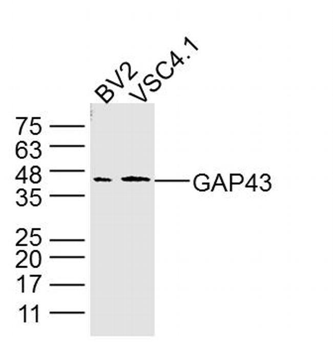 GAP43 Antibody in Western Blot (WB)