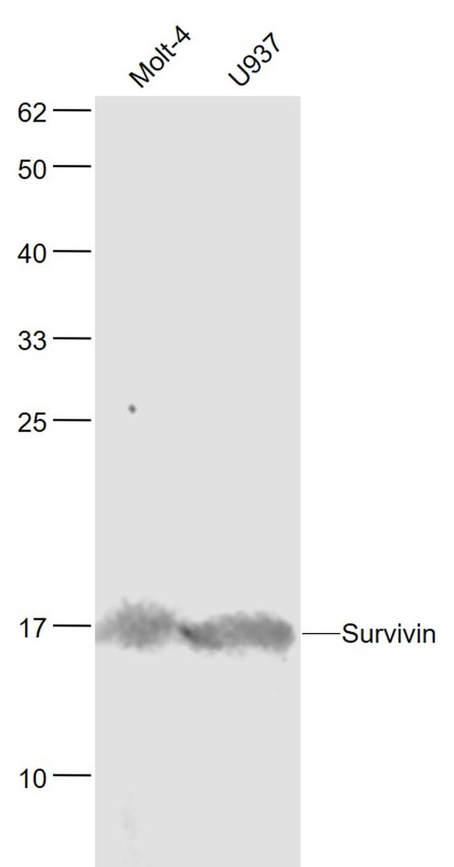 Survivin Antibody in Western Blot (WB)