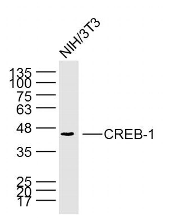 CREB1 Antibody in Western Blot (WB)