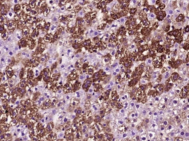 Caspase 3 Antibody in Immunohistochemistry (Paraffin) (IHC (P))