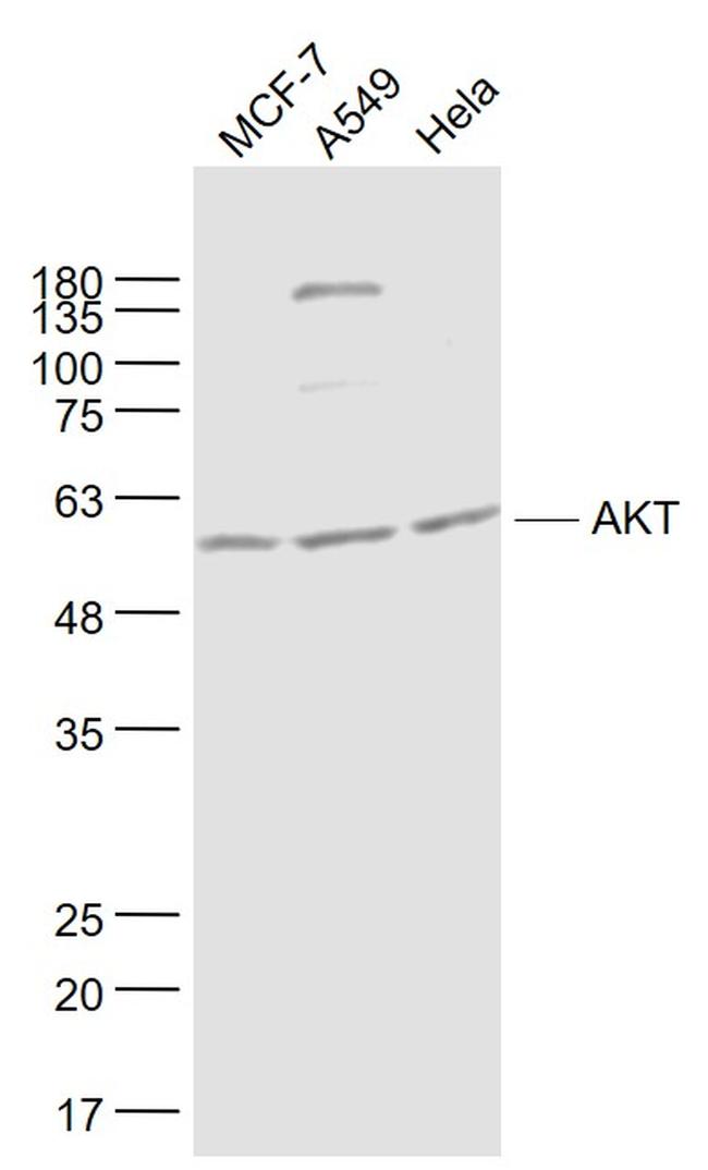AKT Antibody in Western Blot (WB)
