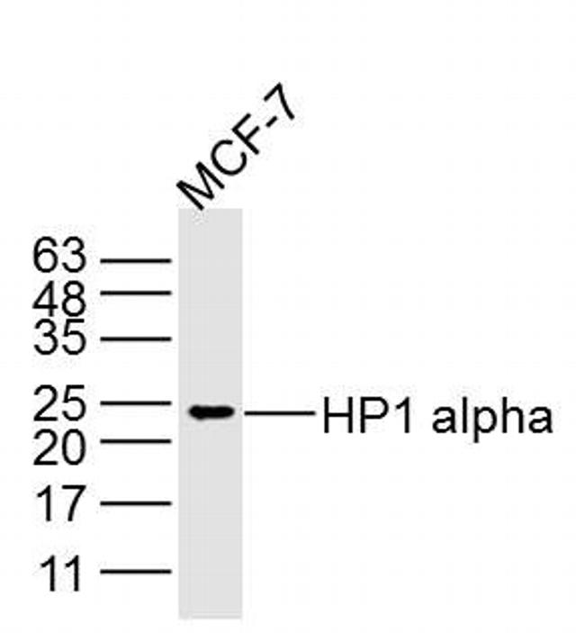 HP1 alpha Antibody in Western Blot (WB)