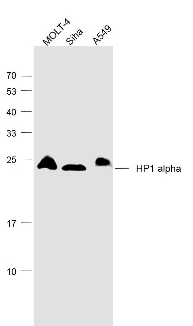 HP1 alpha Antibody in Western Blot (WB)