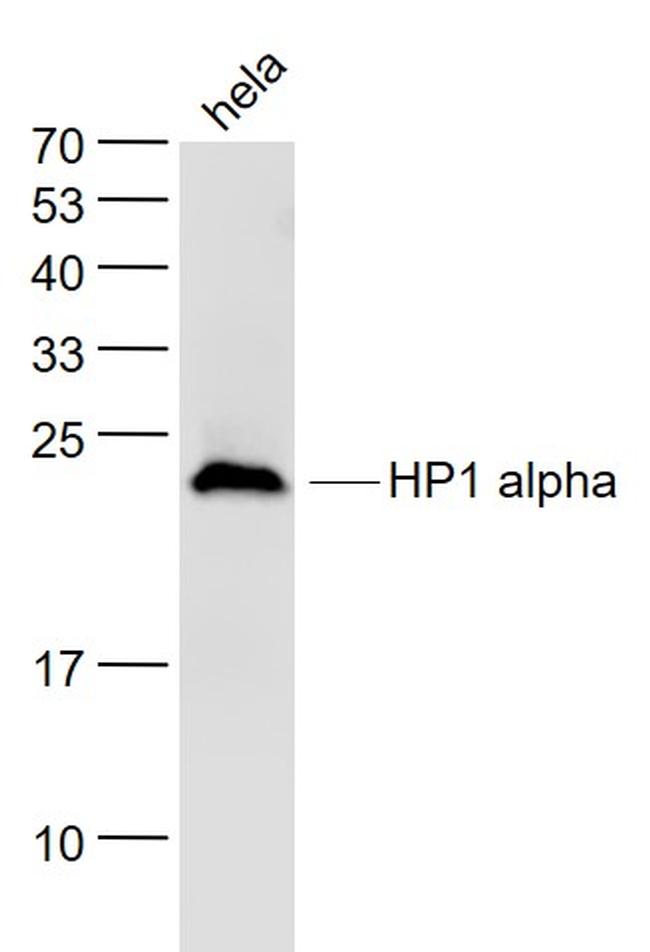 HP1 alpha Antibody in Western Blot (WB)