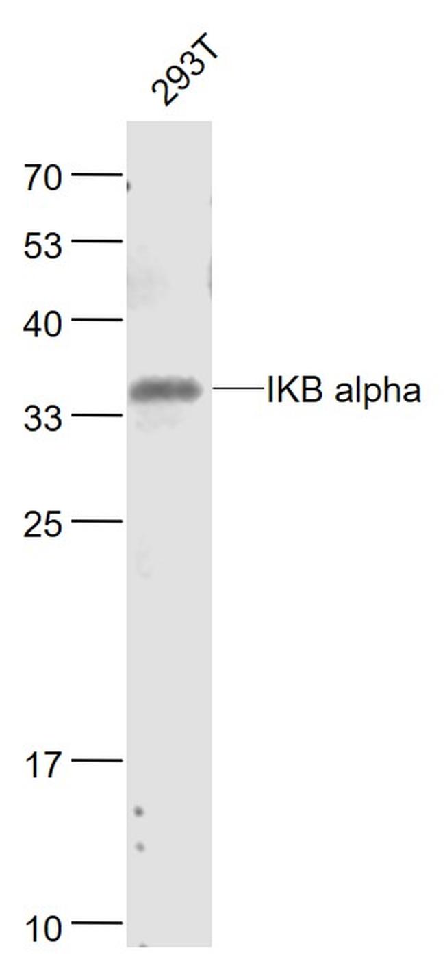 IKB alpha Antibody in Western Blot (WB)