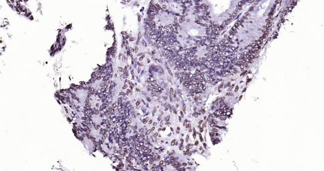 Lamin A/C Antibody in Immunohistochemistry (Paraffin) (IHC (P))