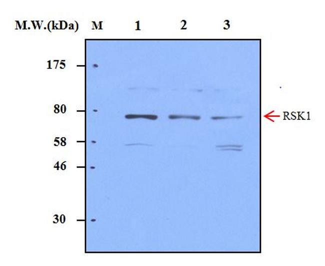 p90RSK1 Antibody in Western Blot (WB)