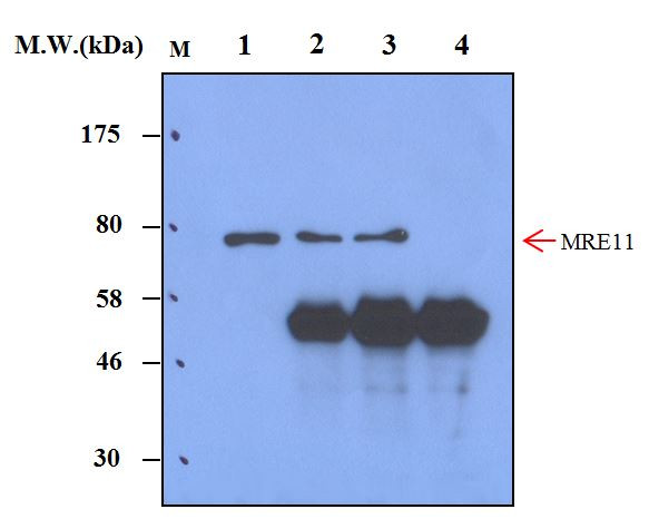 MRE11 Antibody in Immunoprecipitation (IP)