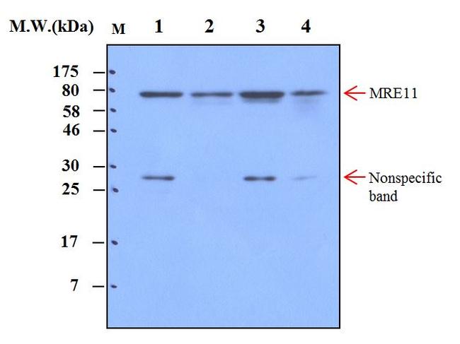 MRE11 Antibody in Western Blot (WB)