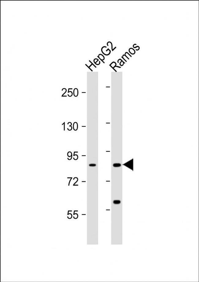 HGF Antibody in Western Blot (WB)