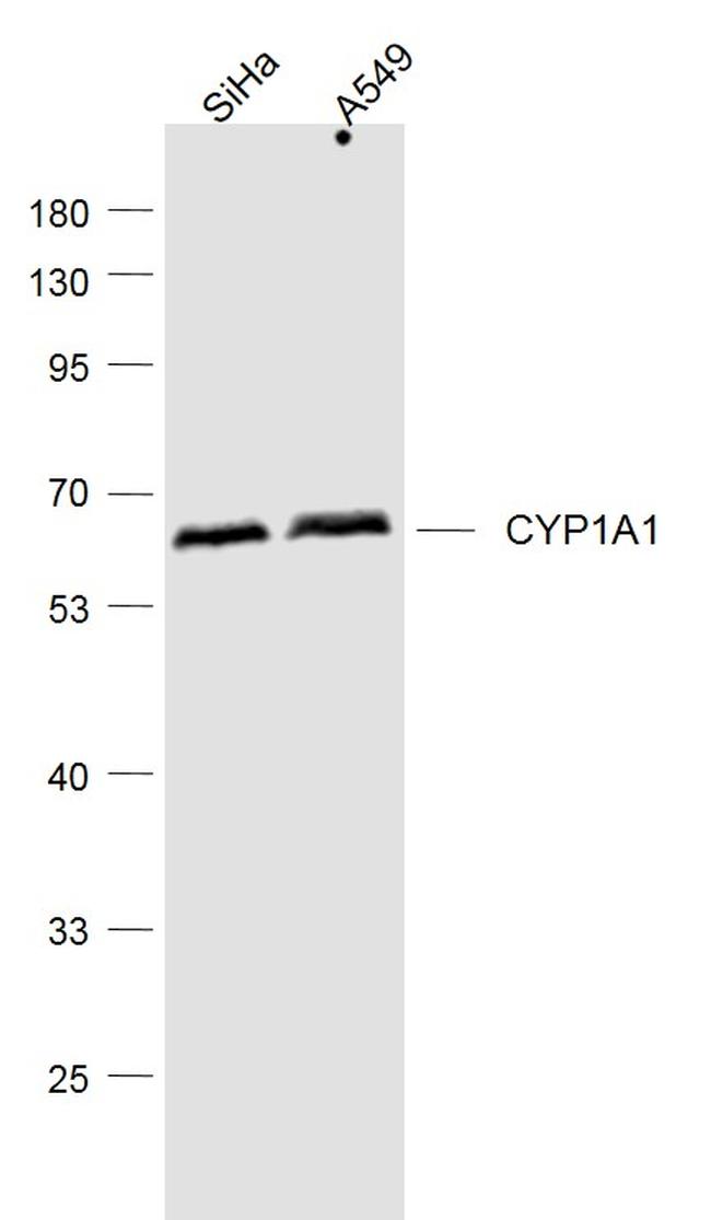 CYP1A1 Antibody in Western Blot (WB)