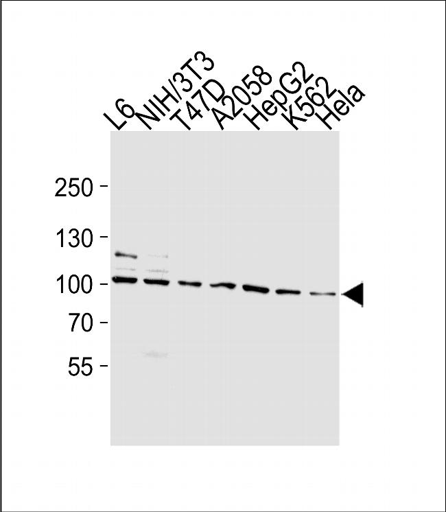 Hsp90 Antibody in Western Blot (WB)