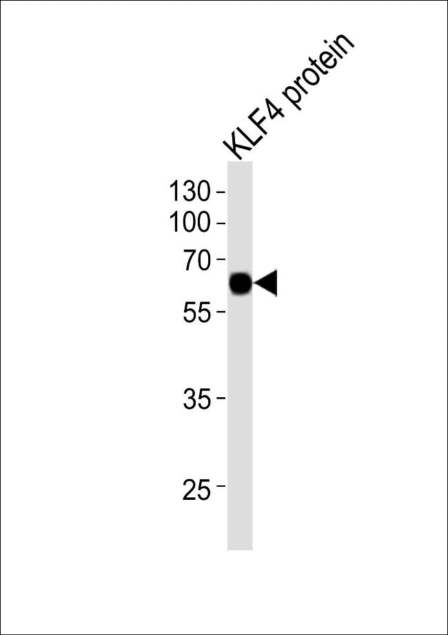 KLF4 Antibody in Western Blot (WB)