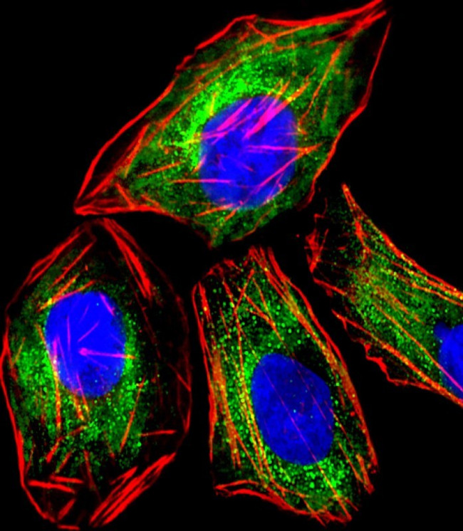 RAB3A Antibody in Immunocytochemistry (ICC/IF)