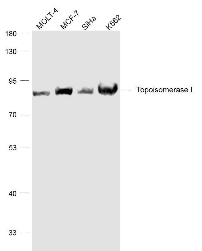 TOP1 Antibody in Western Blot (WB)