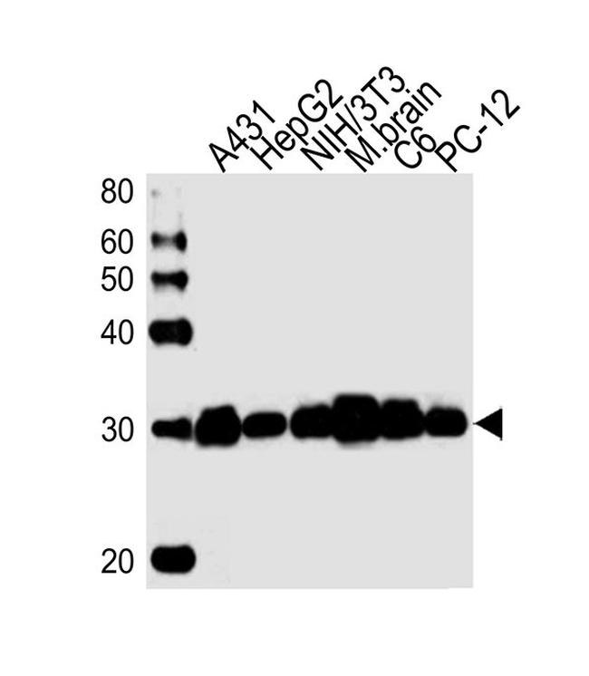 YWHAZ Antibody in Western Blot (WB)