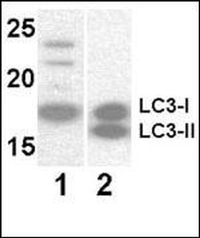 LC3 Antibody in Western Blot (WB)