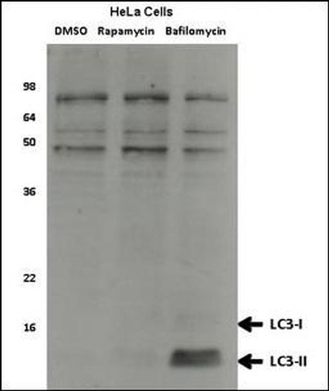 LC3 Antibody in Western Blot (WB)