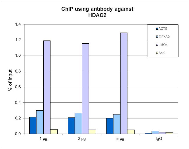 HDAC2 Antibody in ChIP Assay (ChIP)