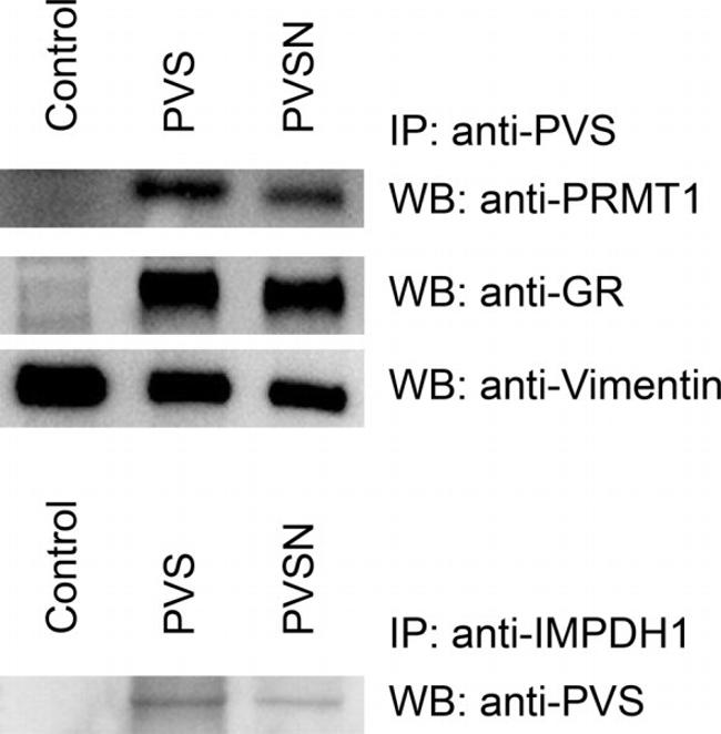 IMPDH1 Antibody in Immunoprecipitation (IP)