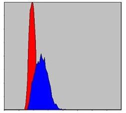 c-Jun Antibody in Flow Cytometry (Flow)