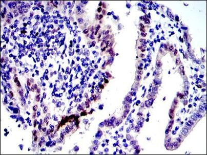 c-Jun Antibody in Immunohistochemistry (Paraffin) (IHC (P))