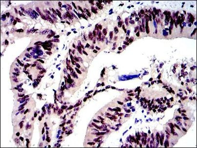 c-Jun Antibody in Immunohistochemistry (Paraffin) (IHC (P))