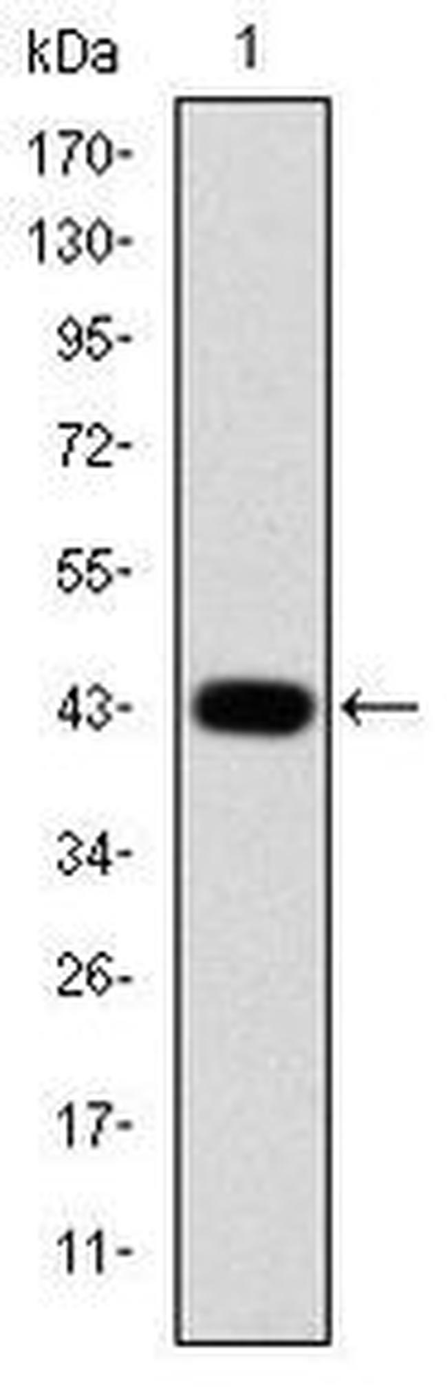 c-Jun Antibody in Western Blot (WB)