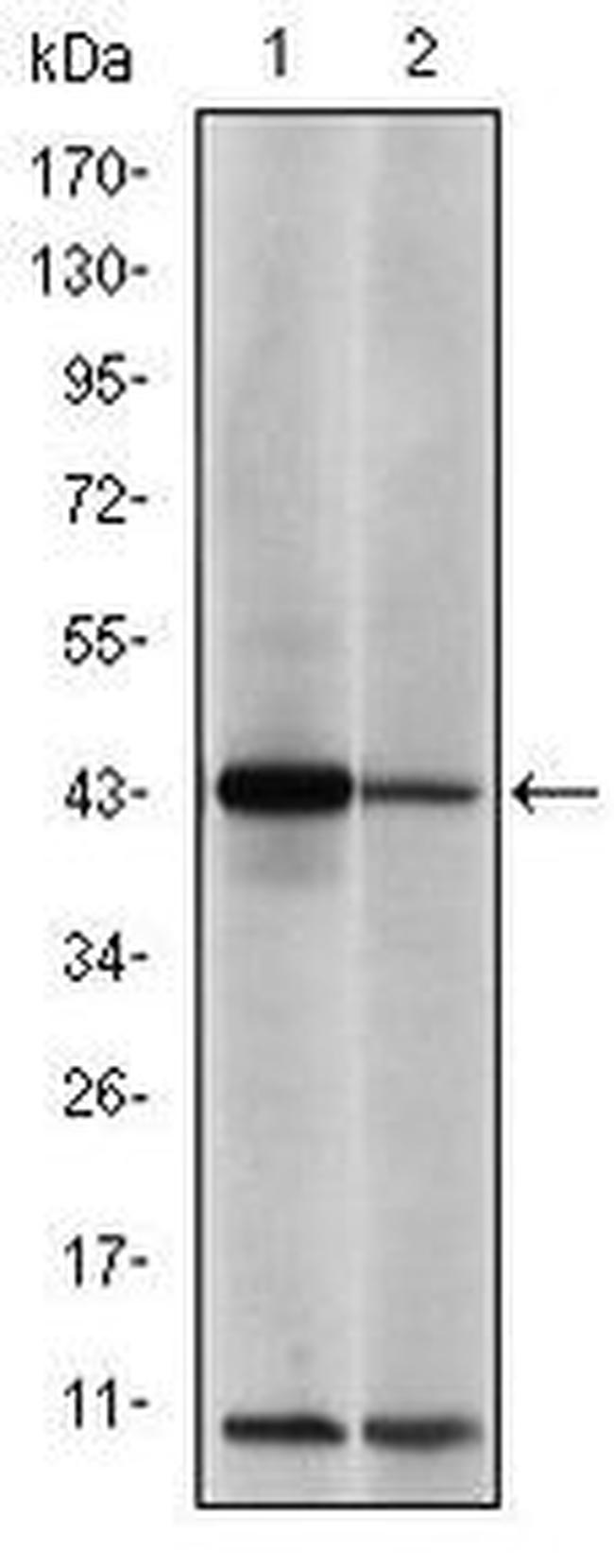 c-Jun Antibody in Western Blot (WB)