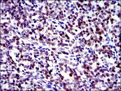 c-Jun Antibody in Immunohistochemistry (Paraffin) (IHC (P))