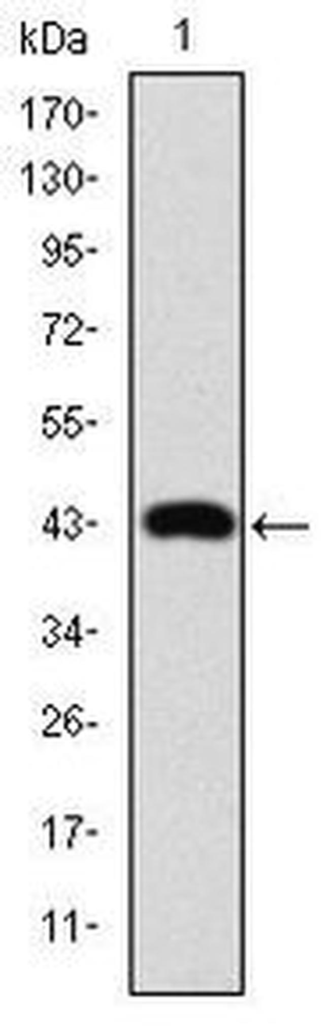 c-Jun Antibody in Western Blot (WB)