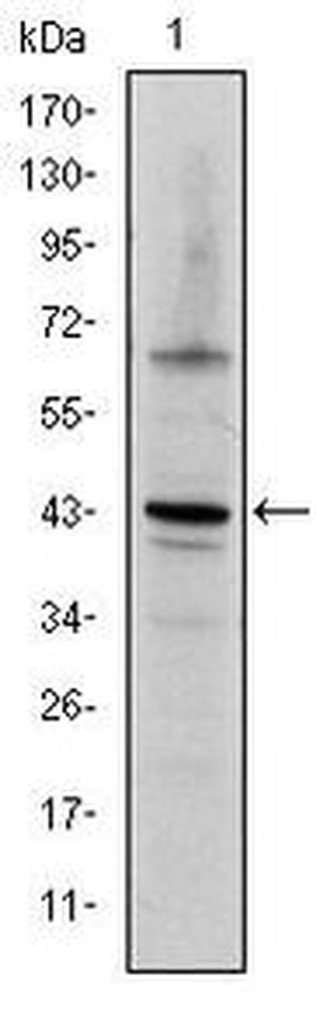 c-Jun Antibody in Western Blot (WB)