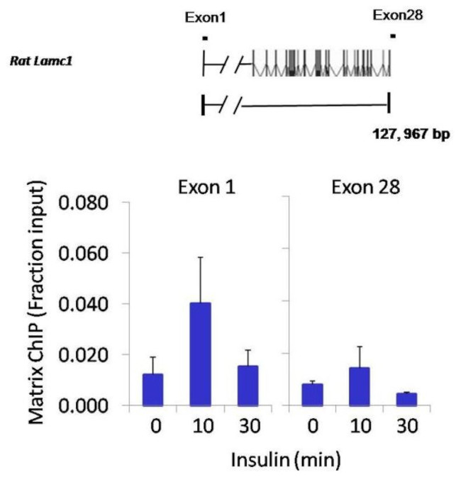 c-Jun Antibody in ChIP Assay (ChIP)