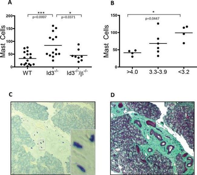 CD117 (c-Kit) Antibody in Immunohistochemistry (IHC)