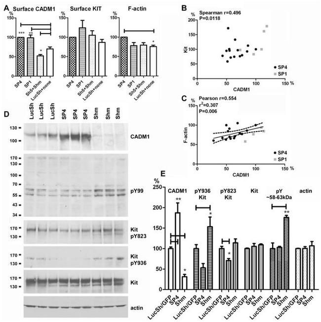 Phospho-c-Kit (Tyr823) Antibody in Western Blot (WB)