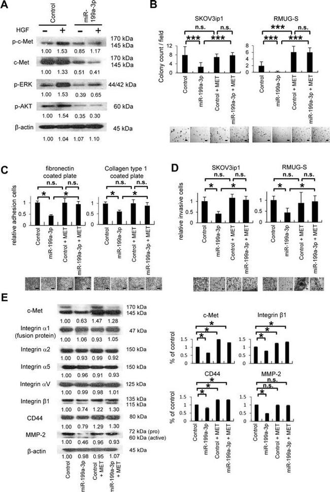 Phospho-c-Met (Tyr1230, Tyr1234, Tyr1235) Antibody in Western Blot (WB)