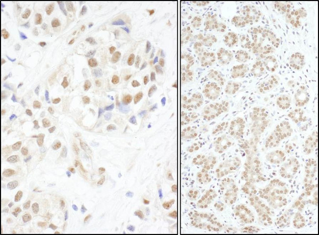 c-Myb Antibody in Immunohistochemistry (IHC)