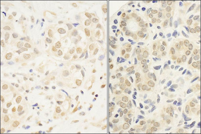 c-Myb Antibody in Immunohistochemistry (IHC)