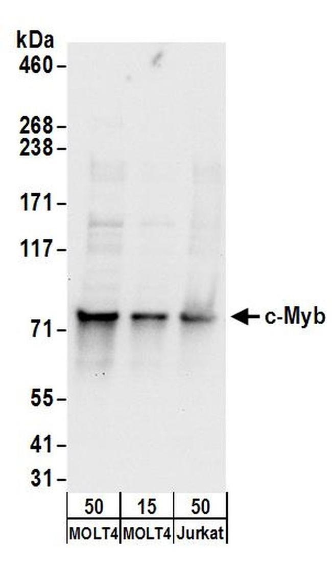 c-Myb Antibody in Western Blot (WB)