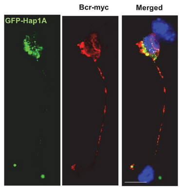 c-Myc Antibody in Immunocytochemistry (ICC/IF)