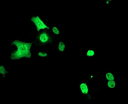 c-Myc Antibody in Immunocytochemistry (ICC/IF)