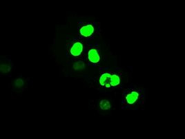 c-Myc Antibody in Immunocytochemistry (ICC/IF)