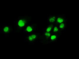 c-Myc Antibody in Immunocytochemistry (ICC/IF)