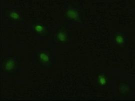 c-Myc Antibody in Immunocytochemistry (ICC/IF)