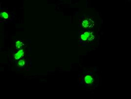 c-Myc Antibody in Immunocytochemistry (ICC/IF)