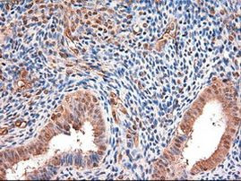 c-Myc Antibody in Immunohistochemistry (Paraffin) (IHC (P))