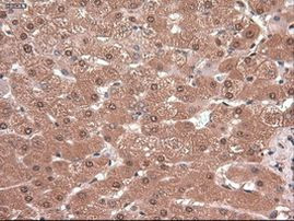 c-Myc Antibody in Immunohistochemistry (Paraffin) (IHC (P))