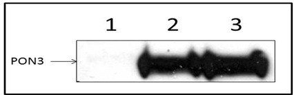 c-Myc Antibody in Immunoprecipitation (IP)