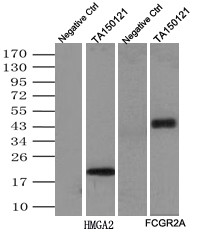 c-Myc Antibody in Immunoprecipitation (IP)