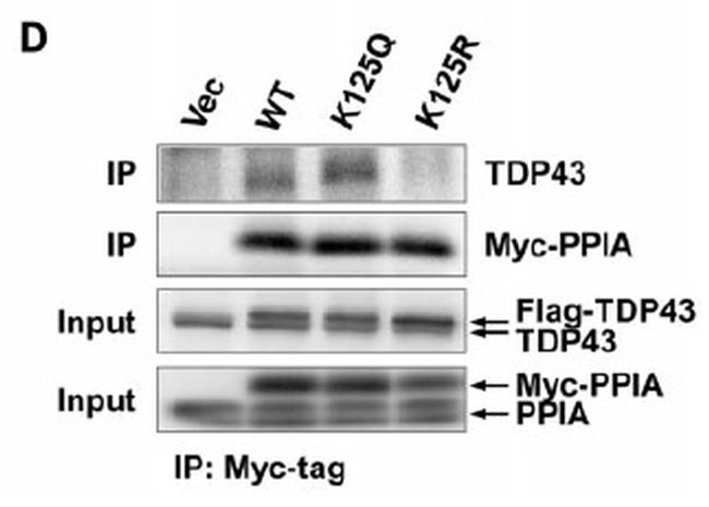 c-Myc Antibody in Western Blot (WB)